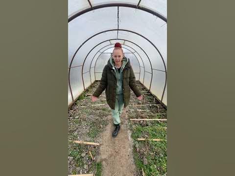 #хризантема #многолетники #хризантемамультифлора #сад #дача # ...
