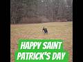 Chocolate Labrador Puppy Playing Bike Ramp Happy St Patrick's Day Dropkick Murphys