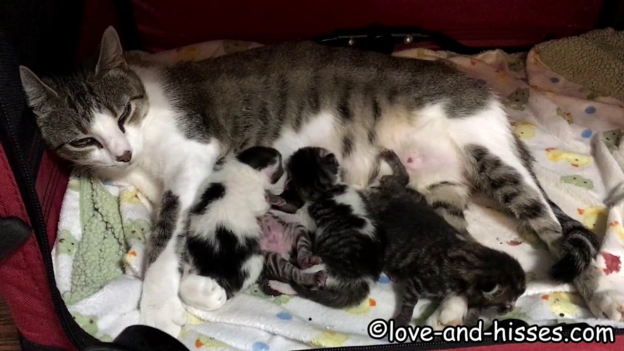 three day old kittens