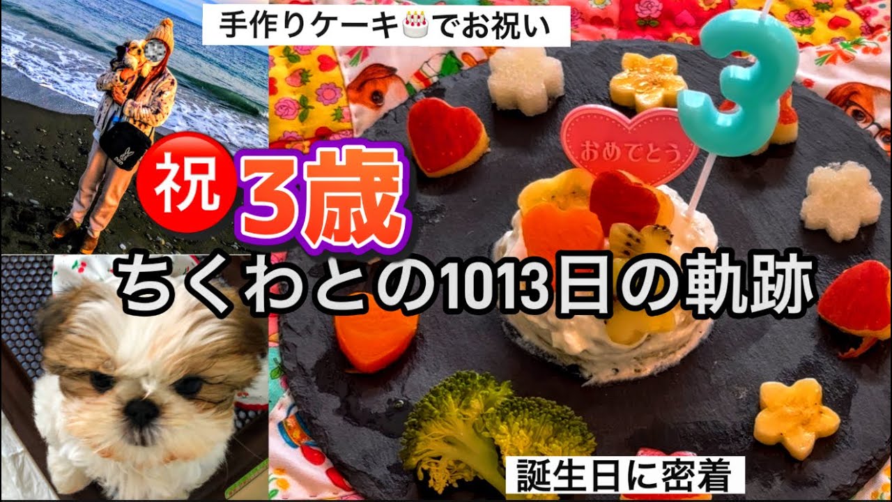 シーズー】㊗️3歳🎂ちくわとの1013日の軌跡💓お誕生日に密着💓 - YouTube