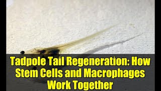 Tadpole Tail Regeneration How Stem Cells And Macrophages Work Together
