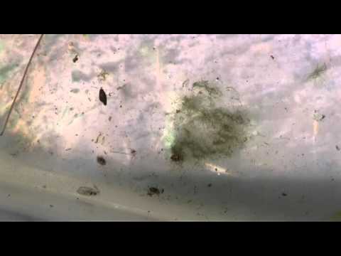 WILDLIFE_I_INSECT_CRAWLING WATER BEETLE
