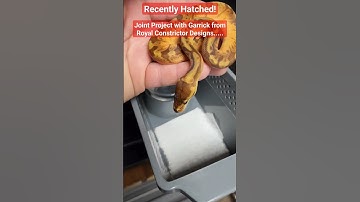 Sneak Peek! Sunset Ball Python Combo! Project Collab With @TheRoyalConstrictor