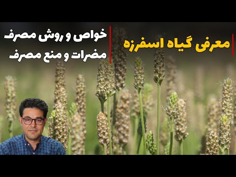 اسفرزه اسپرزه خواص اسفرزه اسپغول خارش پوست درمان یبوست درمان زخم روده درمان سوزش ادرار