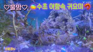 #물멍 #수초어항속 귀요미들 #생이새우 #네온테트라 #제브라다니오 #코리 #구피