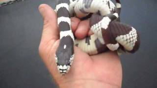I caught this beautiful california king snake right outside my yard in
johnson valley, ca, the mojave desert. is one of most gentle and...