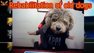 Rehabilitation of old dogs - Pet rescue center