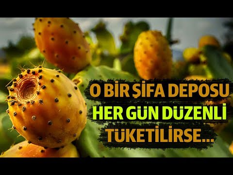 Video: Fıstıq kaktus nədir – Chamaecereus kaktus bitkilərini necə yetişdirmək olar