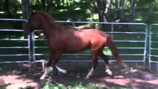 Paso Fino George lunging