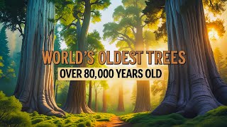 Celebrity 7 Oldest Trees in the World 🌳 | Nature’s Timeless Giants Profile