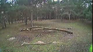 [DVR] Between Trees. Part 2 - nice log