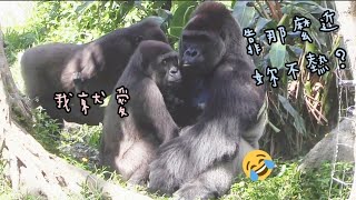 D'jeeco Family|Gorilla|Taipei zoo|Jabali is 350 days old, Ringo is 141 days old.20211016-22