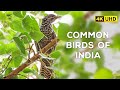 Common birds of india  4k