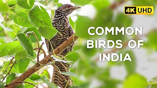 Common Birds of India - 4K Video