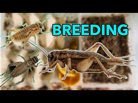 Easy way To Breed Crickets 🦗