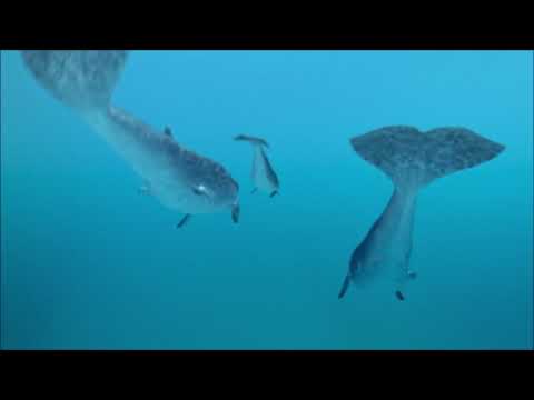 Walking With The Monsters - Basilosaurus Hunt
