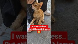Stray Kitten Gets A Street Health Check-Up