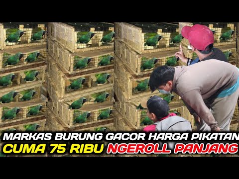 REJEKI NOMPLOK MAS INI NEMU CUCAK IJO GACOR SUDAH NGEROLL HARGA BAHAN DIKANDANG OMBYOKAN