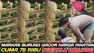 REJEKI NOMPLOK MAS INI NEMU CUCAK IJO GACOR SUDAH NGEROLL HARGA BAHAN DIKANDANG OMBYOKAN