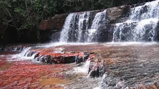 El Llanero Y El Nazareno Dr Luís Rondón