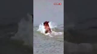 Shorts | Royal Tiger Hunt | Trending Shorts | Hunt By Royal Tiger | English News | News18