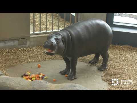 Wideo: Przewodnik dla odwiedzających Zoo Queens