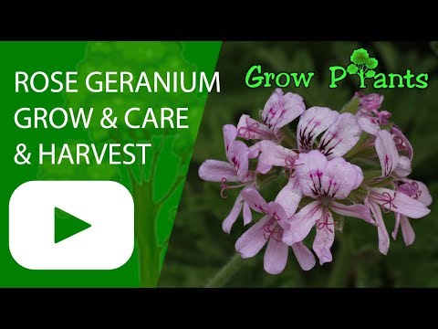 Rose geranium flowers - grow and care (Great attract pollinators plant)