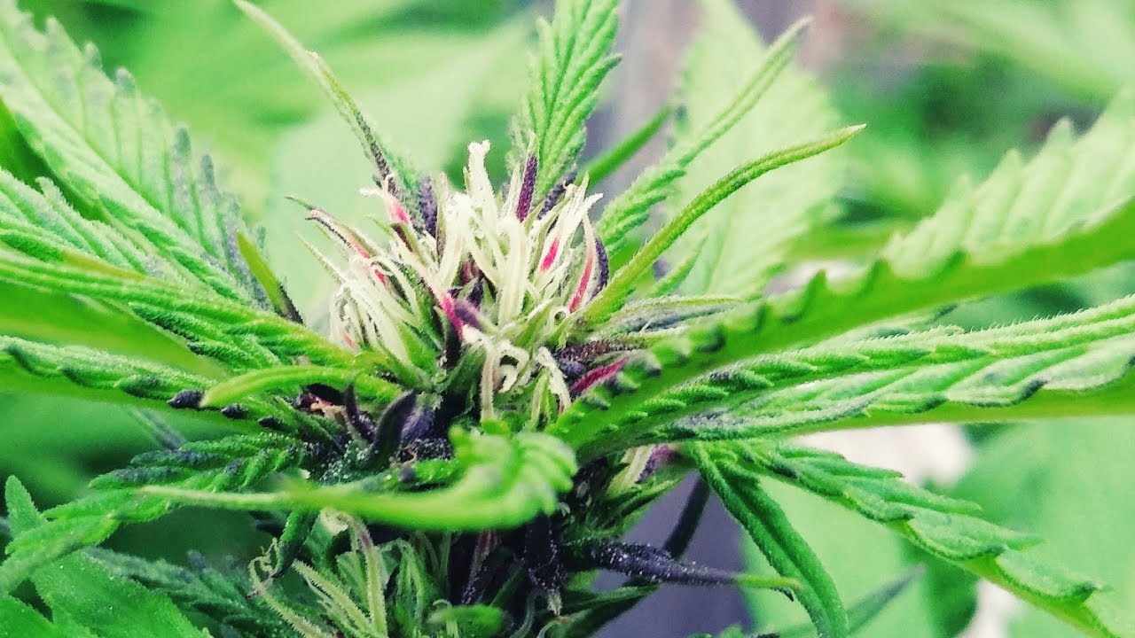 21+only..Outdoor garden update,week three dry amendments green house feeding