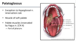4 Tongue Musculature
