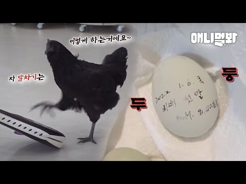 유치원 최고 인기 오골계 선생님이 알을 낳기 시작하면서 생긴 일ㅣSilkie Kindergarten Teacher On Maternity Leave