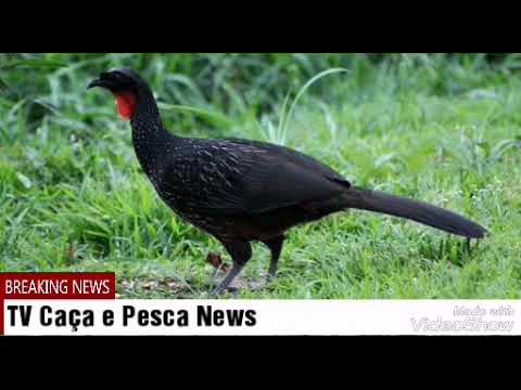 Canto De Lambu Pe Roxo Sua Musica Canto Para Atrair Jacu Youtube