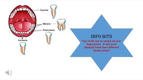 Class 4 Chapter 6 TEETH AND DIGESTION-PART 2-cbse/ncert/SCIENCE