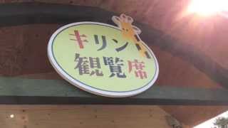 【釧路市動物園】うれしい！かわいいキリンがやって来た　