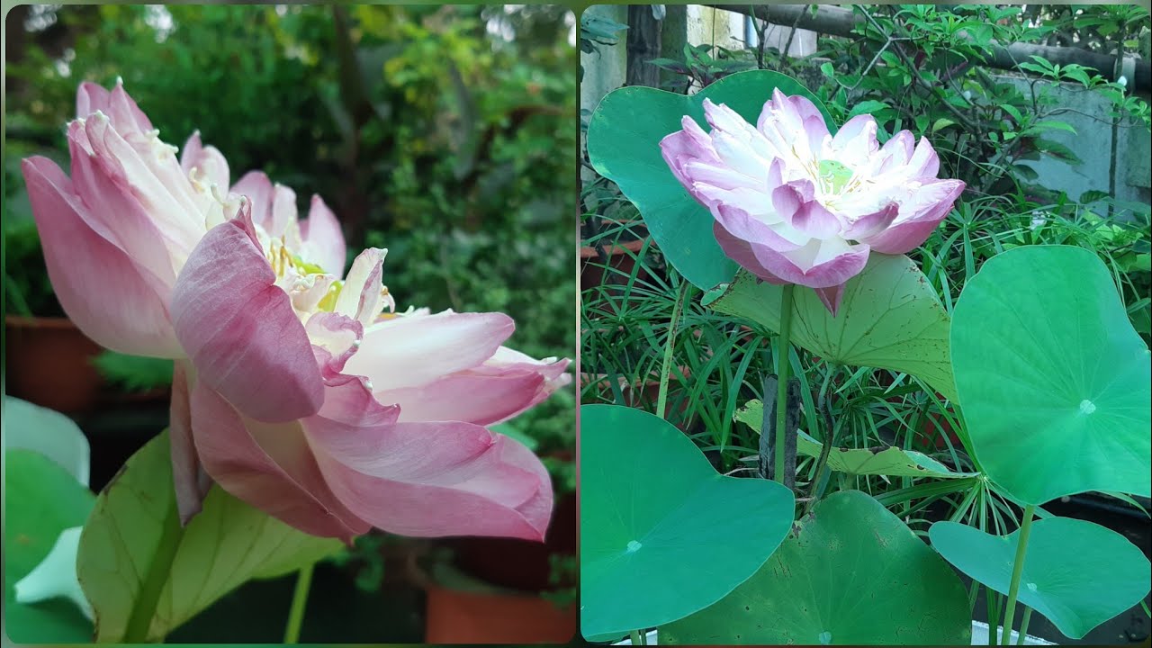 Lotus plant || All about my lotus plant... 27/06/2020 - YouTube