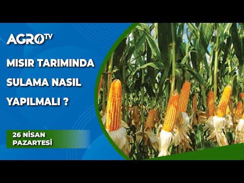 Video: Yaz Sakinleri Sulama Bitkileri Için Hangi Kuralları Ihmal Eder?