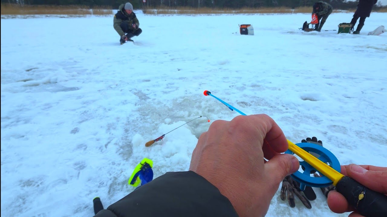 Stintes Cope Buļļuciems Lielupē.. Viņa ir ienākusi ✅️ 11.02.26