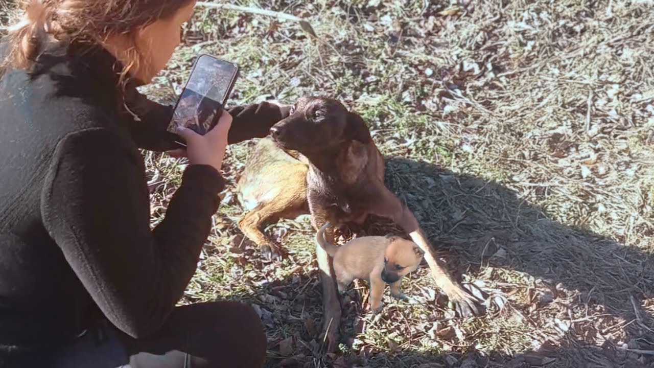"Save us" abandoned mother dog with puppies, she begs to find her lost ...