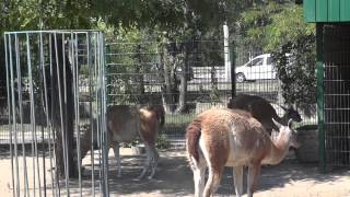 Guanaco / Lama guanicoe / Гуанако - 0074 Guanaco / Lama guanicoe / Гуанако - 0074