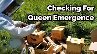 Checking for Queen Cell Emergence - Mini Mating Nucs