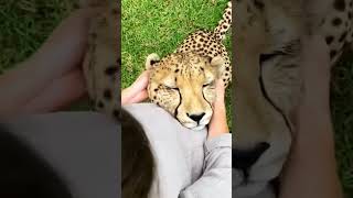 True love ❤️😘 #relaxing #shorts #cheetah #cat #cats #wildlife #nature #beautiful #positivevibes