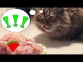 Кто ворует со стола?! *** Cat stole the meat