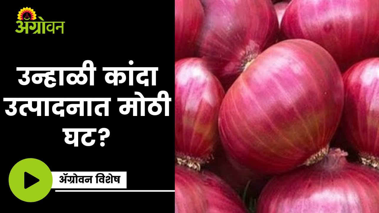 Onion Production Cost वाढली मात्र Production घटलंOnion BajarbhavAgrowon YouTube