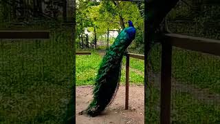 Long Beautiful Peacock Feathers #viral #shortvideo #birds