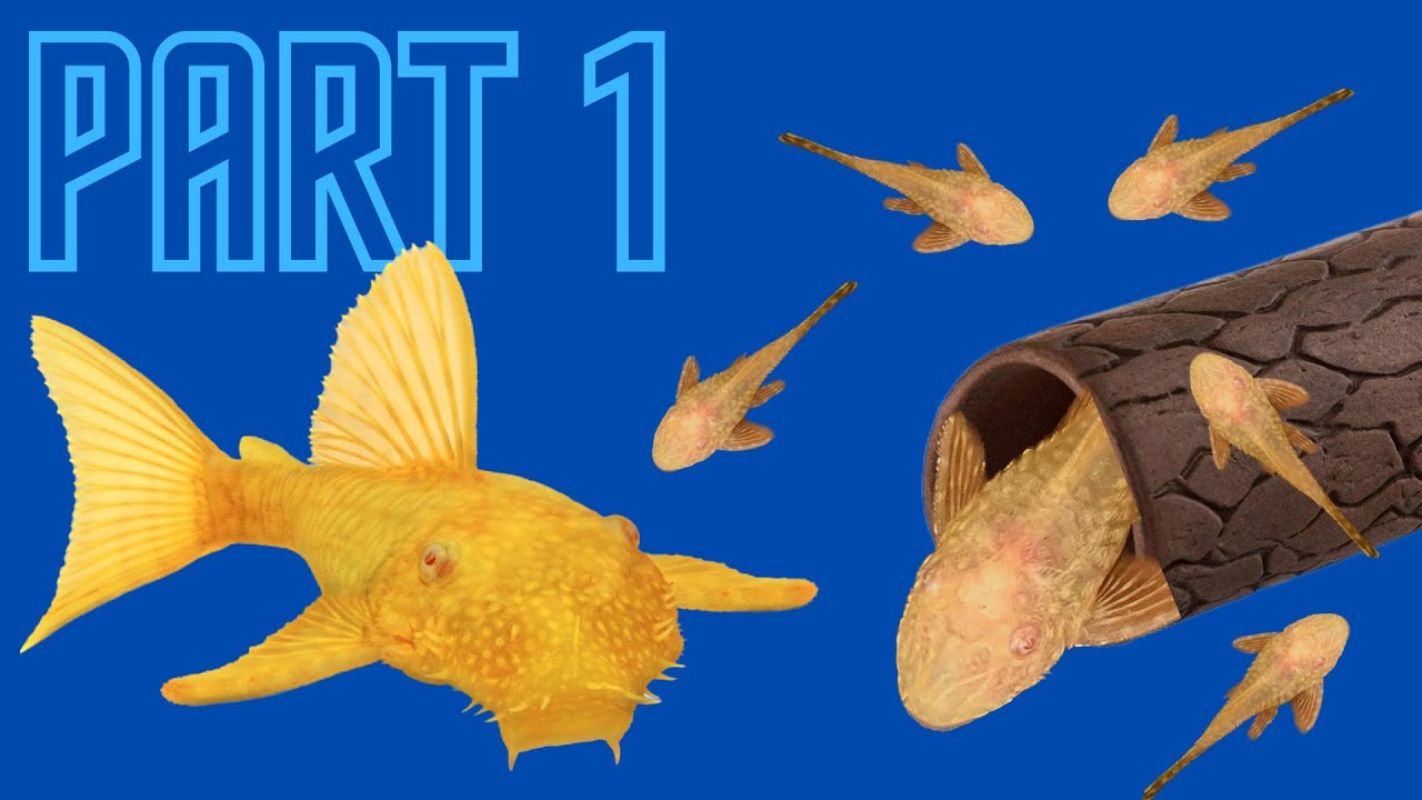 How To Breed The BRISTLENOSE Pleco (Part 1) // Setup and Preparation!