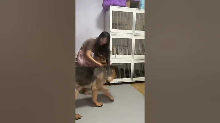 +Content Inspiration Sharing Plan The Fun of Raising a Dog hfy76f