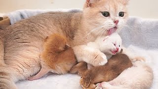 Mother cat hurriedly came and hugged and kissed the kitten Organ who was crying. So sweet