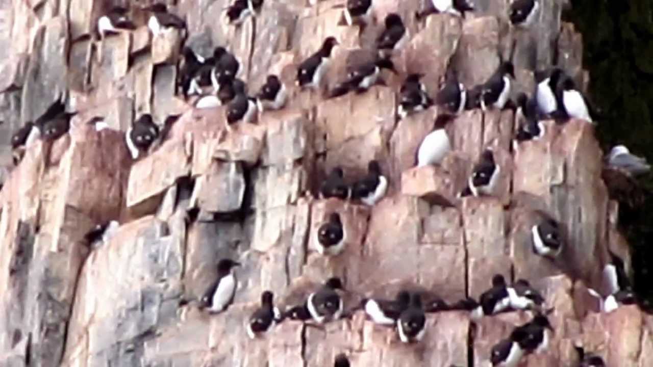 BRÜNNICH'S GUILLEMOTS AT ALKEFJELLET IN THE HIGH ARCTIC