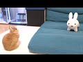 自分の縄張りに知らん奴いた時のうさぎの反応ww