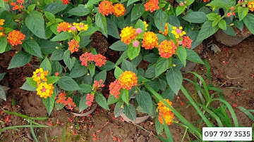 Bán buôn cây hoa ngũ sắc đứng, ngũ sắc rủ các màu 0977973535