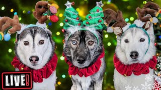 My Dogs Open Gifts LIVE! Over 500 Cards!  Annual Christmas Card Exchange